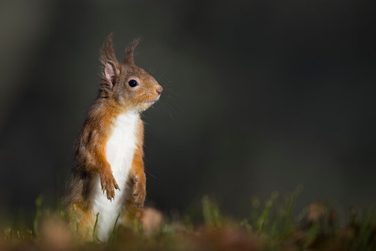 Red squirrel