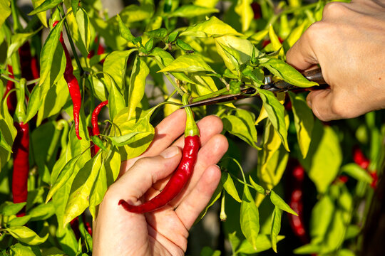 Hands of farmer harvesting chili pepper while cutting stem at organic farm