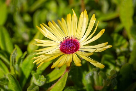 Dorotheanthus bellidiformis yellow flower with red center, close-up macro in sunny garden