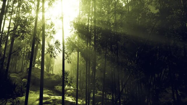 Green forest sanctuary ideal for wellness retreat, soft light filtering through canopy, damp earth and mossy carpet create calm space for mindfulness and nature