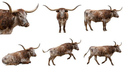 Fototapeta premium set of speckled texas longhorn cattle with large horns on black background