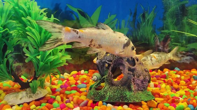 tropical fish in aquarium
