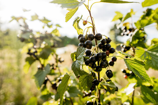 Blackcurrant berries on bush in garden, organic harvest
