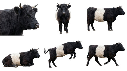 collection of black and white belted galloway cows on black background