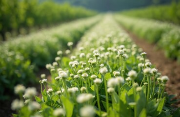 Rows of blooming white clover flowers grow in a vineyard with green vines in background. Sunlight shines on a lush field with healthy plants. Nature and agriculture concept.
