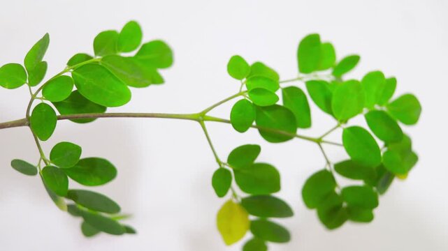 Vibrant fresh moringa oleifera branch displaying numerous small, oval, bright green leaves against a simple white background emphasizes healthy organic nutrition potentia
