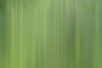 Obraz premium Abstract natural green background