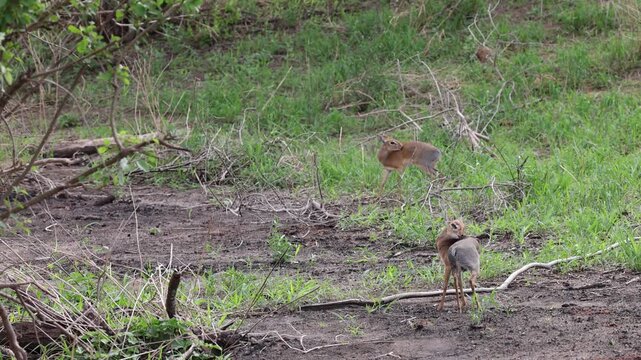Kirk's Dik Dik in Tarangire National Park, Tanzania