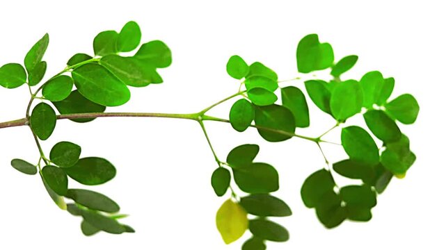Vibrant fresh moringa oleifera branch displaying numerous small, oval, bright green leaves against a simple white background emphasizes healthy organic nutrition potential
