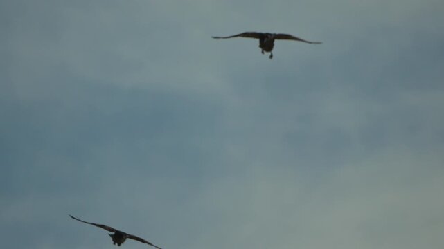 Ravens flying wildlife. Two large black birds soar high overhead against an overcast blue sky, wild animals in nature.