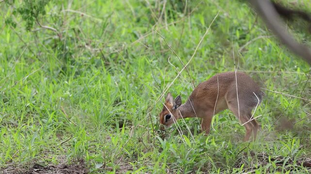 Kirk's Dik Dik in Tarangire National Park, Tanzania