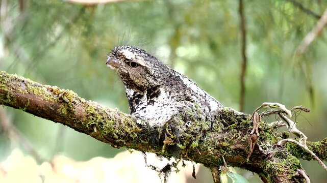 Batrachostomus hodgsoni,Birds of Thailand Chiang Mai.