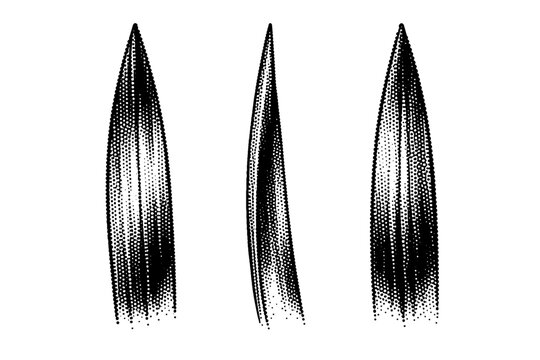 Seagrass meadow blade tip detail. A realistic seagrass meadow blade tip section is depicted as a single object shown in three views highlighting tapering ends