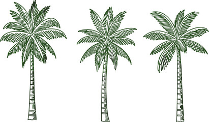 Set of Eight Detailed Green Palm Tree Illustrations Featuring Tropical Coconut Palms for Summer Vacation Beach Travel and Exotic Island Nature Graphic Design Projects © Ketab