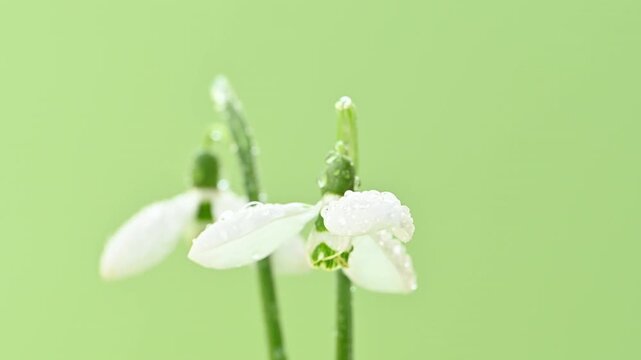  beautiful snowdrops in the studio