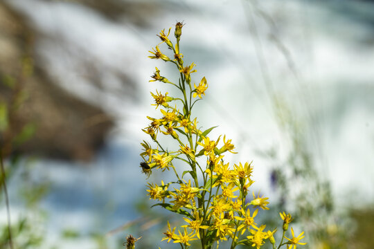 View of vibrant yellow flowers stand in sharp contrast against the blurred, rushing waters of the river, a serene natural tableau, Stardalen, Skei i Jolster, Norway.