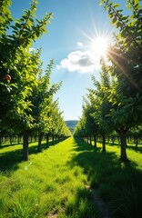 Sunny orchard pathway lined with fruit trees under bright blue sky. Green grass carpets ground, with lone apple visible on branch. Sunlight streams through leaves, creating peaceful, vibrant