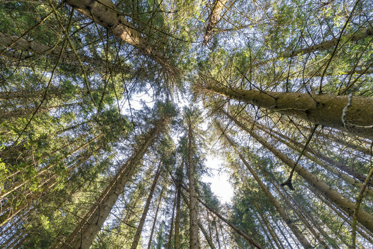 View of towering trees stretch skyward, their green crowns filtering the sunlight into dappled patterns on the forest floor, Stardalen, Skei i Jolster, Norway.