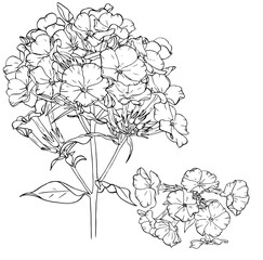 Detailed sketches showing various  of phlox flower for botanical. Vector hand drawn illustration © Elena Marukhina