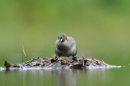 Little Grebe Dabchick are resting on the surface of the water with the child.