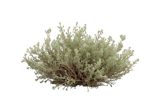 Sagebrush desert shrub with gray-green leaves and branches, cutout on transparent background, plant for isolation
