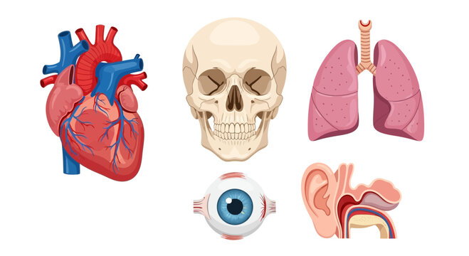 Five distinct illustrations of human anatomy organs on a white background