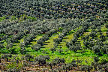 olive field, Campo Maior, Alentejo, Portugal, Europe © Tolo