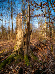 Fototapeta premium Morscher Baumstamm im Wald