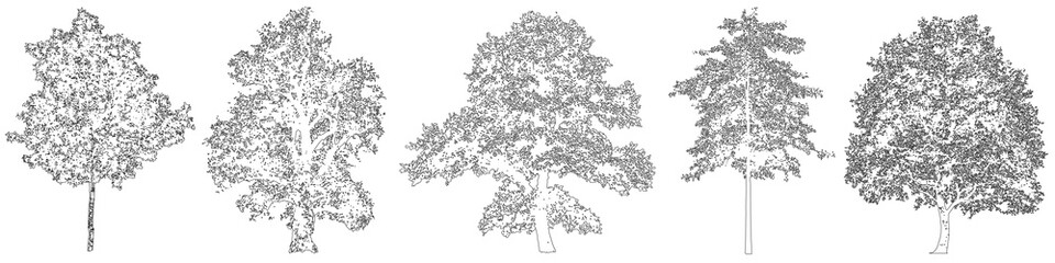 Naklejka premium Oak trees in elevation view for use in architectural drawings - isolated on transparent background 