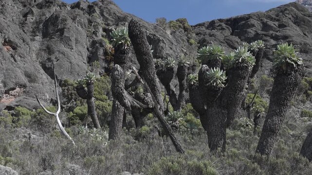 Giant Groundsel on Kilimanjaro, Tanzania
