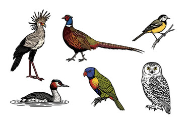 Obraz premium Illustrated Collection of Diverse Bird Species on White Background