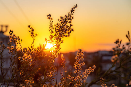 Silhouette of wild plants and fluffy seeds against bright golden sunset in mediterranean city. Warm evening sunlight creates beautiful backlight and lens flare over urban buildings. Turkey.