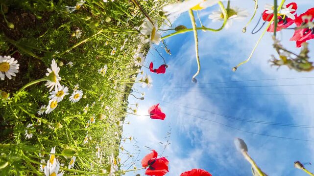 Flowers meadow sky captured in a creative spherical tiny planet perspective featuring vibrant red poppies and white daisies in a summer field