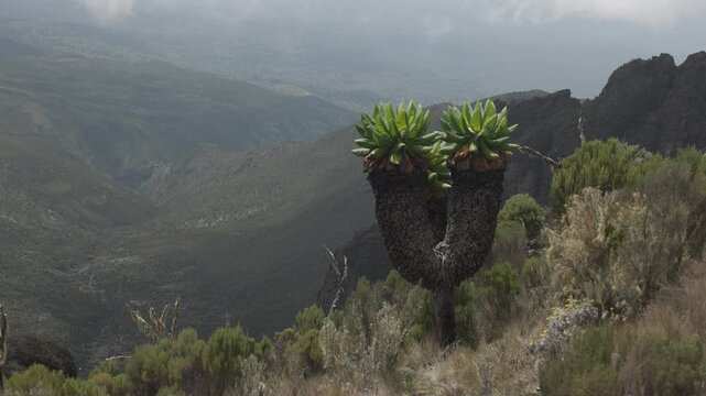 Giant Groundsel on Kilimanjaro, Tanzania