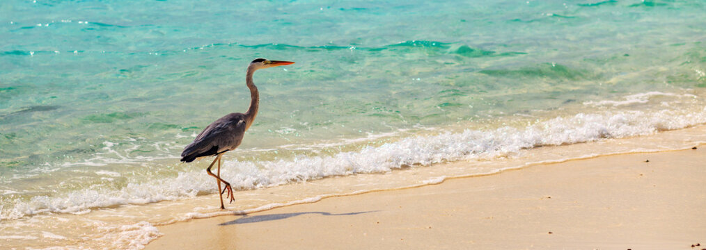 Banner with copy space. Solitary heron walks along the shoreline