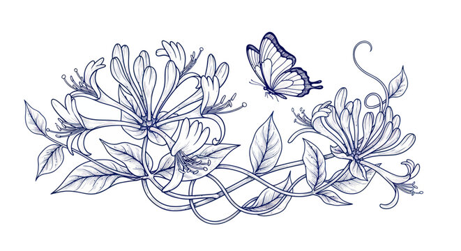 Elegant Honeysuckle Flowers and Butterfly Illustration, Delicate Blue Line Art Border