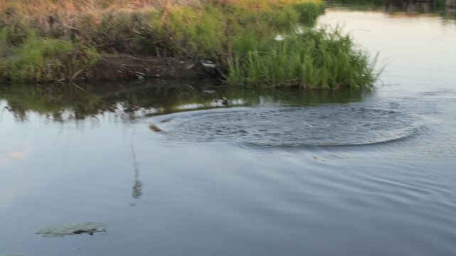 B&oacute;br narzece Narew