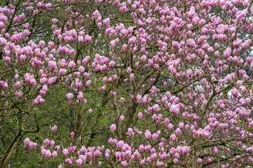 Obraz premium Gennevilliers, France - 03 08 2026: Chanteraines park. Nature in bloom in spring season. Macro view of a Pink magnolia in bloom in a japanese park