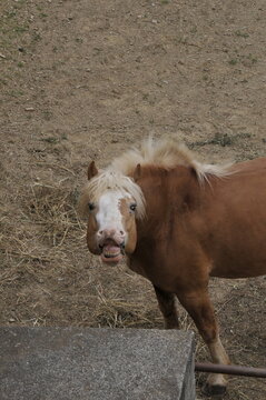 Haflinger horse showing flehmen response with raised upper lip