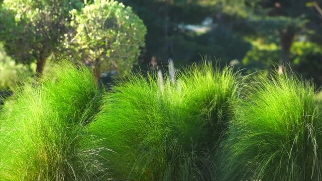 Mexican feather grass in modern garden, gardening, landscaping, design. Stipa tenuissima Pony Tails, Nassella, slow motion