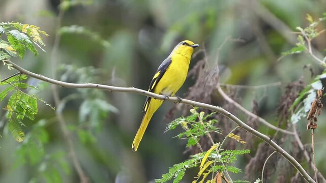 Scarlet Minivet Female Perched on Branch as Male Arrives with Insect