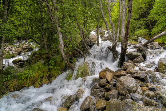View of rushing white water cascading over mossy rocks and fallen logs, framed by the verdant canopy of a dense forest, Buarbreen, Odda, Norway.