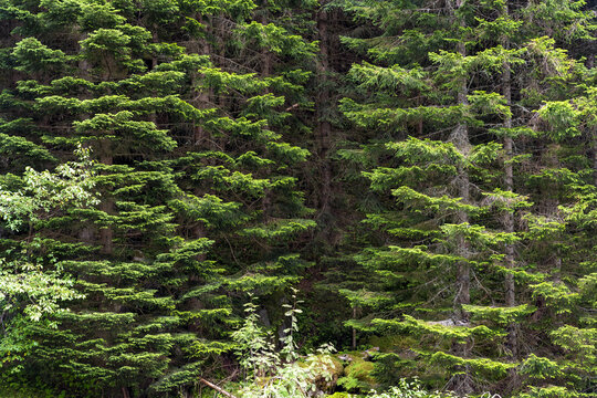 View of a dense evergreen forest, a tapestry of deep greens and browns, covering the hillside with a wild, untouched beauty, Odda, Norway.