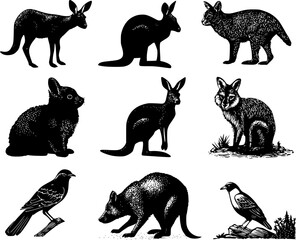 Obraz premium Down Under's Silhouettes: Australian Fauna and Flora