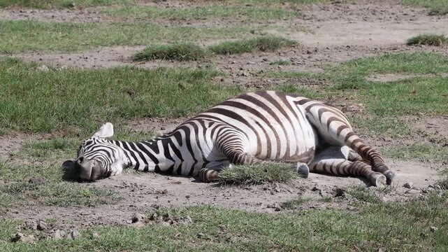 Zebra sleeping in Ngorongoro Crater, Tanzania