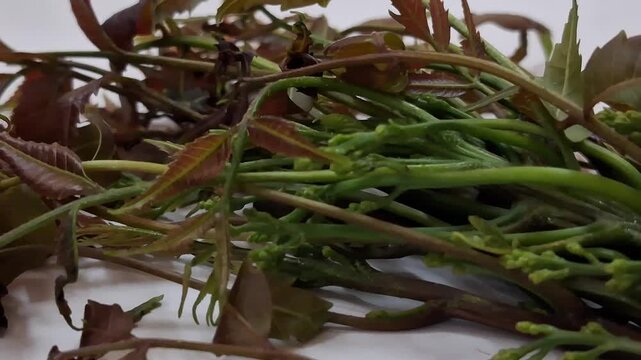 Fresh green neem leaves and tender stems are placed on a blue surface.The leaves look slightly reddish and soft. Small buds are visible. This natural plant looks healthy and freshly picked from a tree