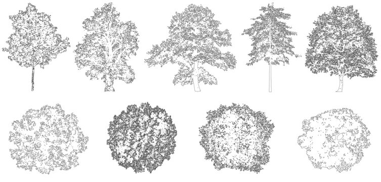 Vector oak trees in plan and elevation view for use in architectural drawings
