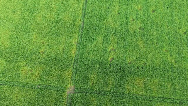 Aerial view of green agricultural field with visible irrigation patterns