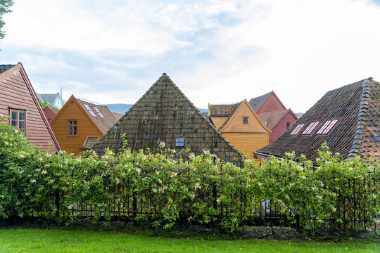 View of colorful wooden buildings with sharp, pointed roofs rise behind a lush green hedge in Bryggen, Bergen, Norway.