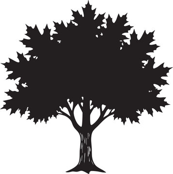 Silver Maple Tree Deeply Lobed Star Shaped Canopy Silhouette